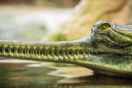 Reptiles / Amphibian