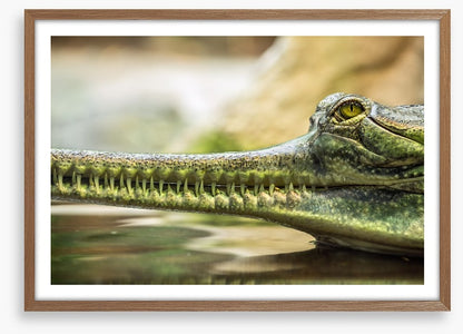 Reptiles / Amphibian