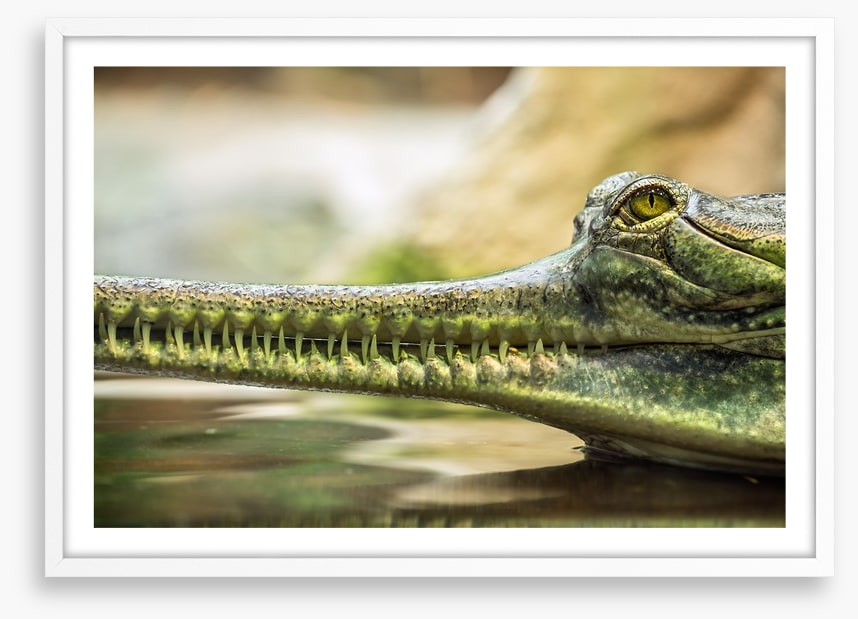Reptiles / Amphibian