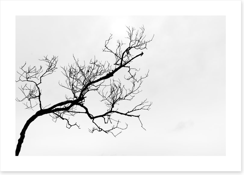 Branch right
