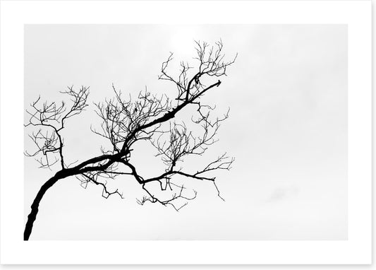 Branch right