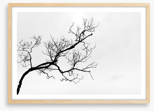 Branch right