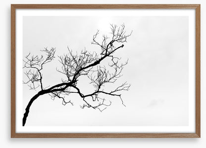 Branch right