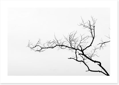 Branch left