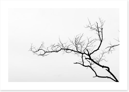 Branch left