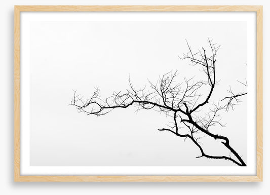 Branch left