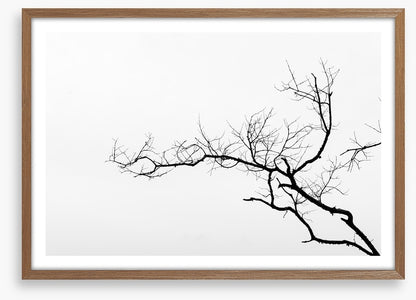 Branch left