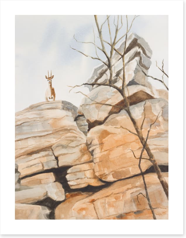 Klipspringer cliff