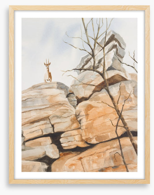 Klipspringer cliff