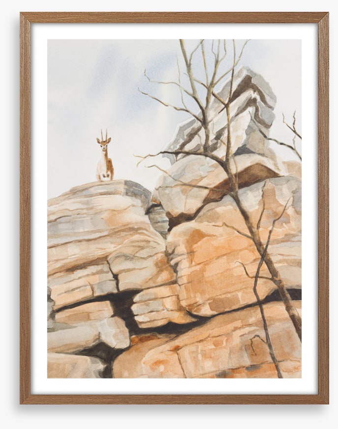 Klipspringer cliff