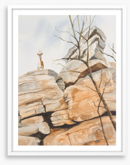 Klipspringer cliff