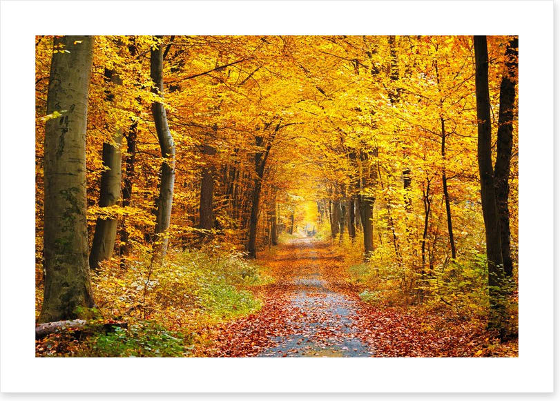 Golden brown tree tunnel