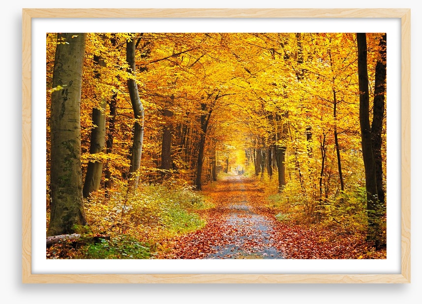 Golden brown tree tunnel