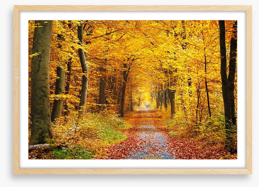 Golden brown tree tunnel