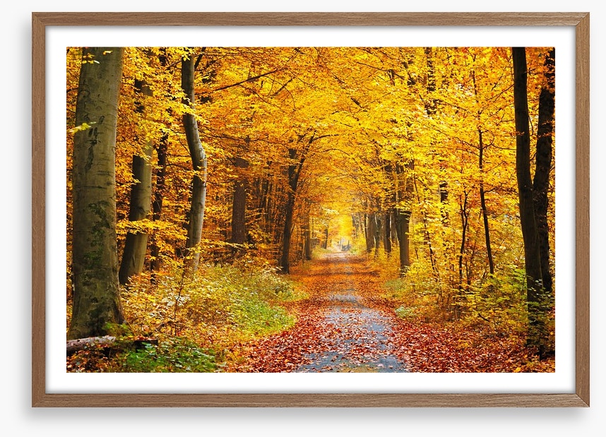 Golden brown tree tunnel