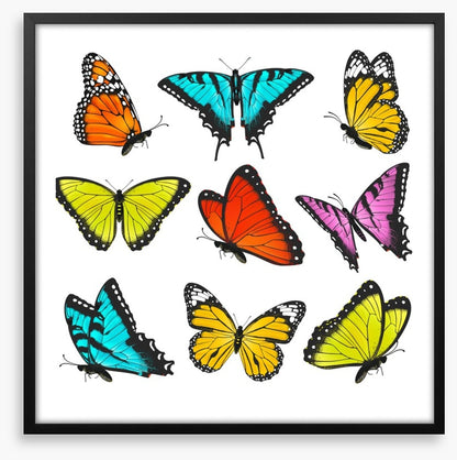 Butterflies