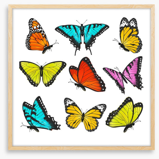 Butterflies