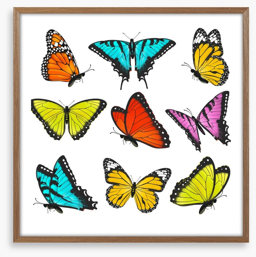 Butterflies