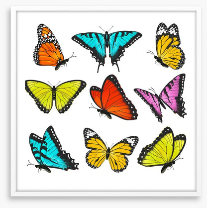 Butterflies