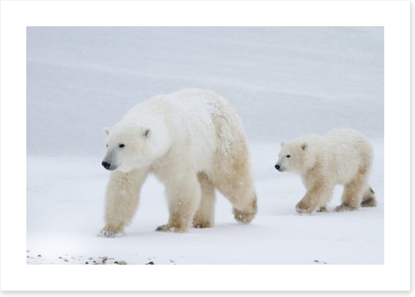 Arctic amble