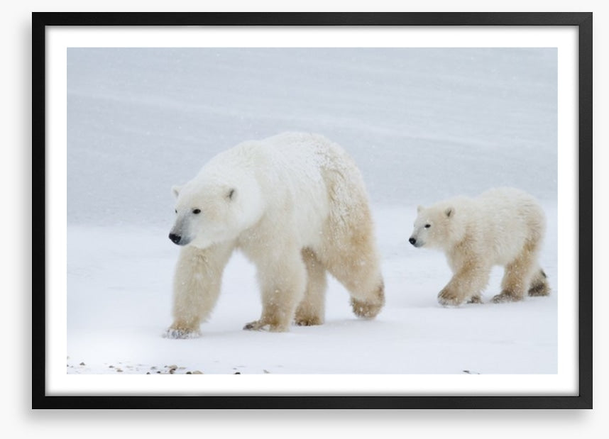 Arctic amble