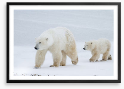 Arctic amble