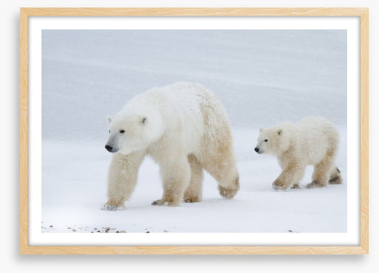 Arctic amble