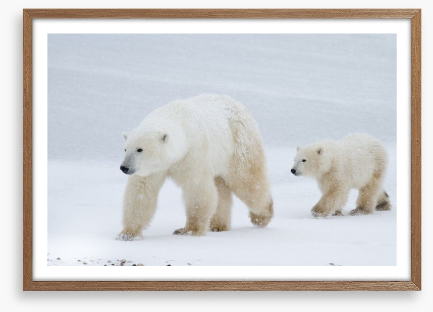 Arctic amble