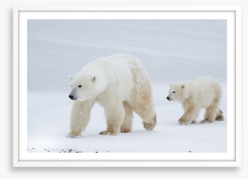 Arctic amble