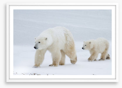 Arctic amble