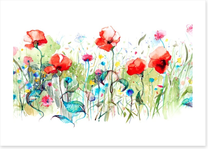 Wild poppies