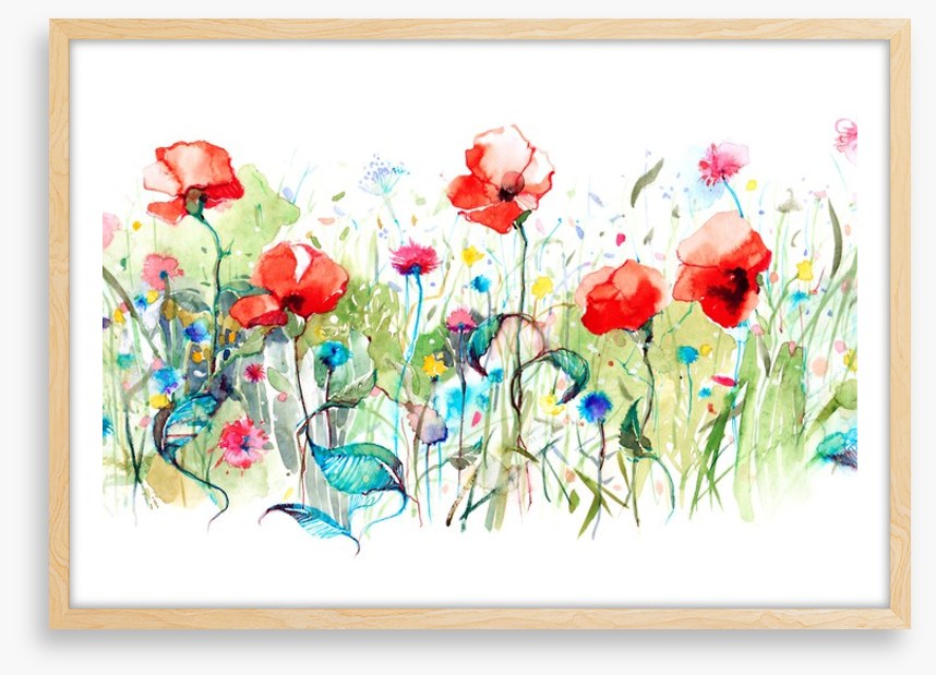Wild poppies