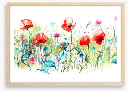 Wild poppies