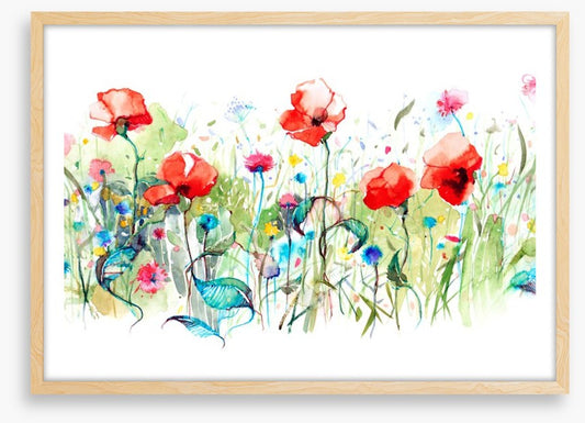 Wild poppies