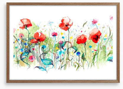 Wild poppies
