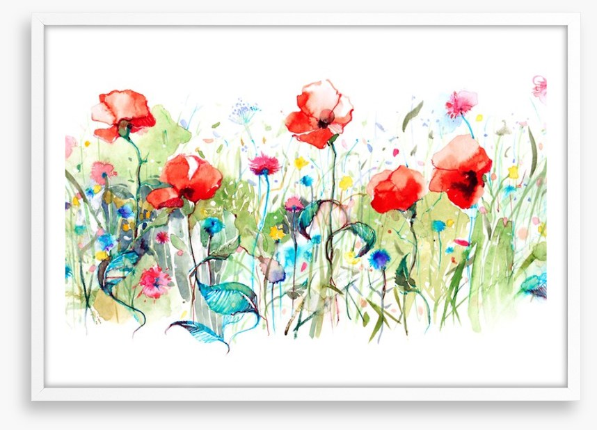 Wild poppies