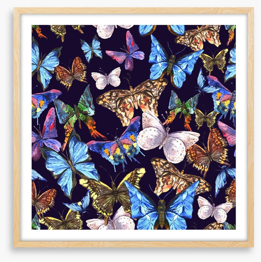 Butterflies