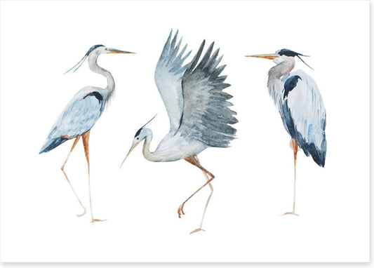 Three heron birds