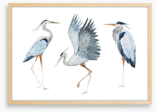 Three heron birds