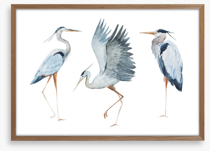 Three heron birds
