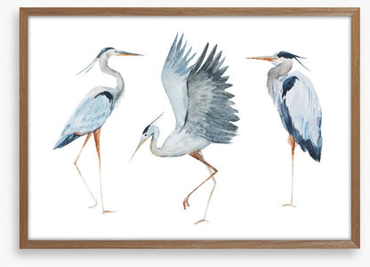 Three heron birds