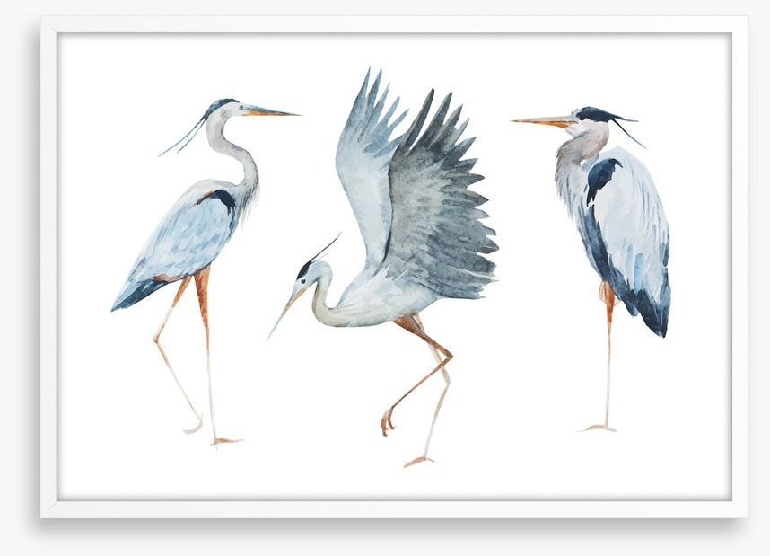 Three heron birds