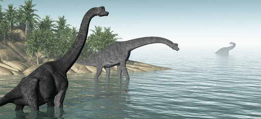 Brachiosaurus paddle