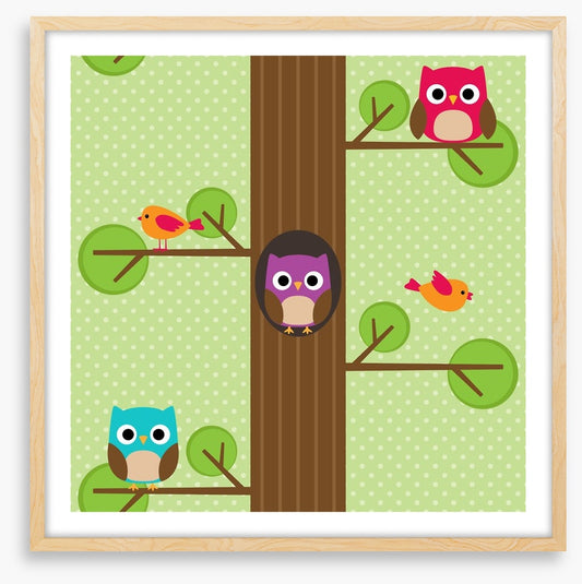 Owls