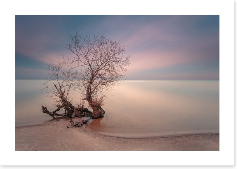 Coastal roots