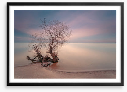 Coastal roots