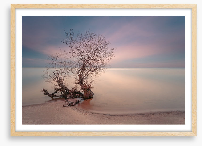 Coastal roots