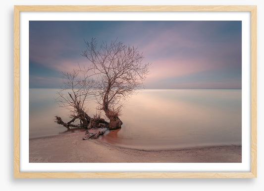 Coastal roots