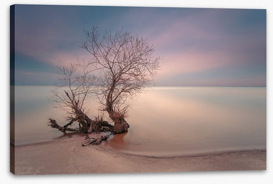 Coastal roots
