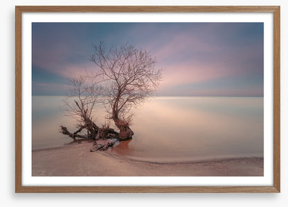 Coastal roots